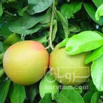 فروش گریپ فوروت