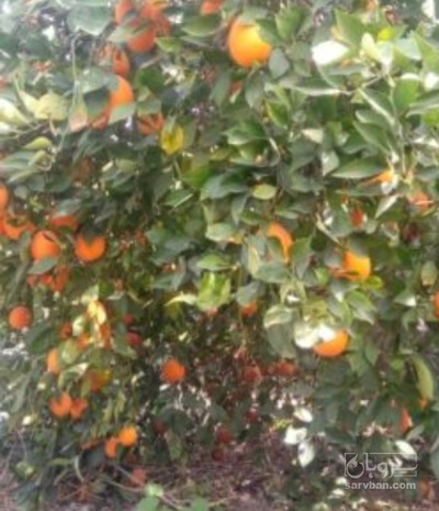 فروش پرتقال