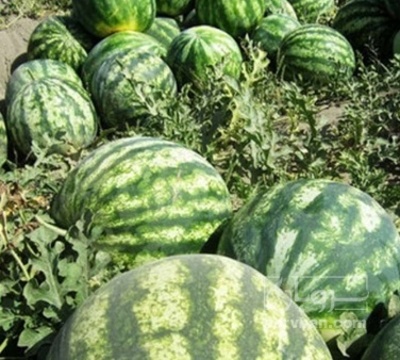 فروش هندوانه گرد میکادو