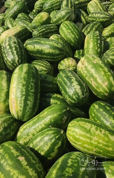 فروش هندوانه بیضی