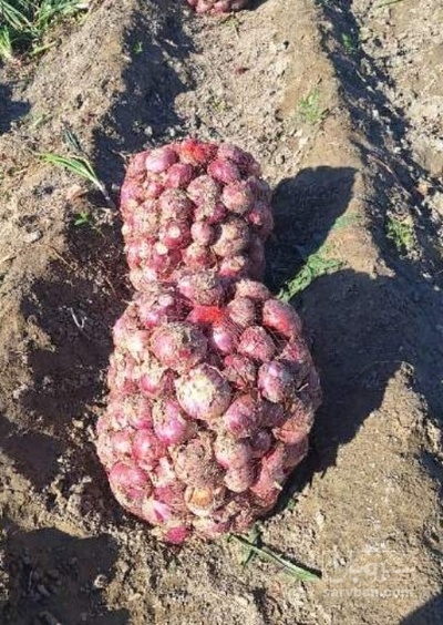 فروش پیاز قرمز