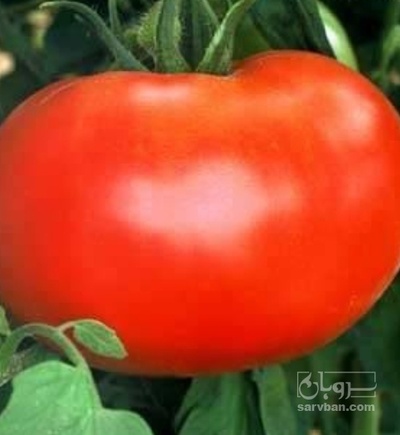 فروش گوجه فرنگی