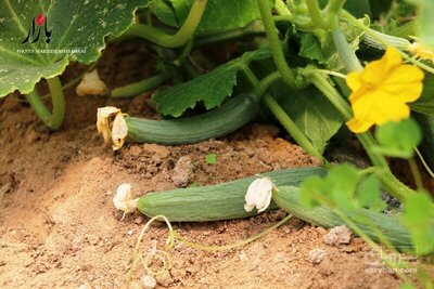 فروش خیارسبز