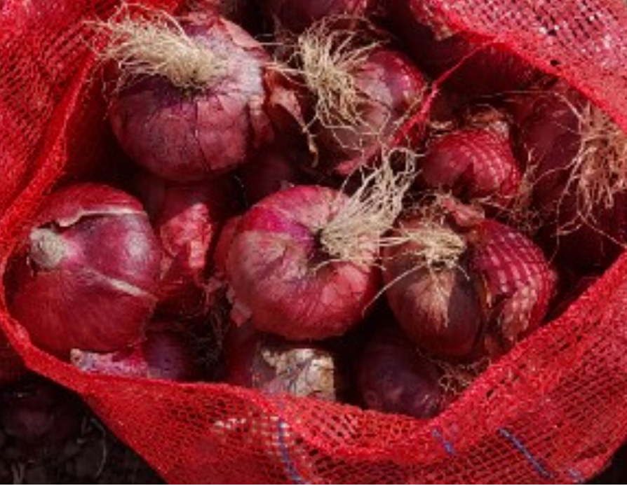 فروش پیاز قرمز