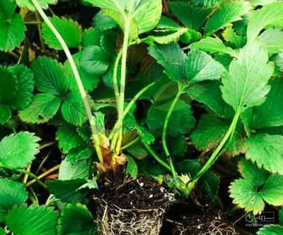 فروش نشا توت فرنگی