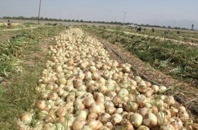 فروش پیاز زرد