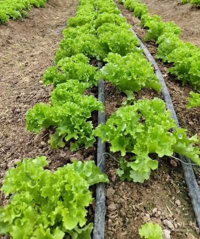 فروش کاهوفرانسوی