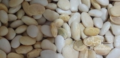 فروش لوبیا سفید