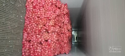 فروش پیاز سفید شیری