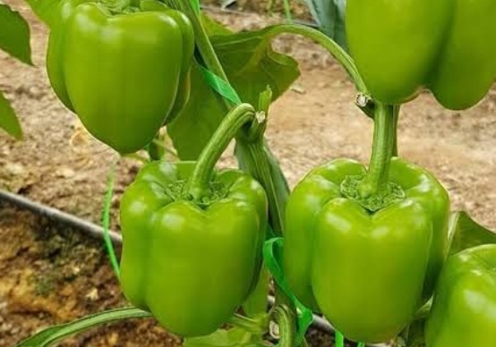 فروش فلفل دلمه ای فسفری