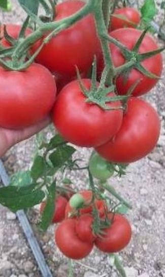 فروش گوجه فرنگی خوشه ایی