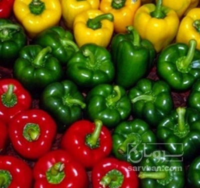 فروش فلفل دلمه ای