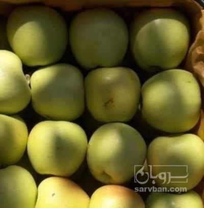فروش سیب زرد