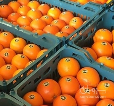 فروش پرتقال