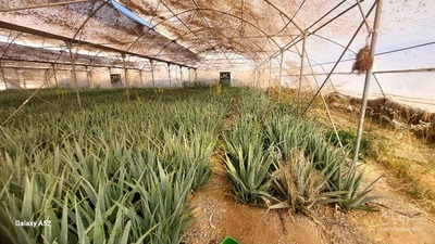 فروش آلوئه ورا