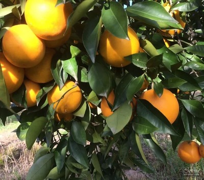 فروش پرتقال