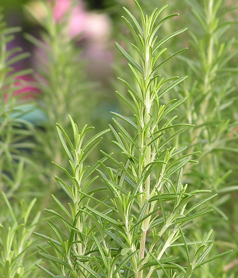 فروش رزماری تر