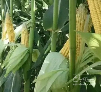 فروش چاپر ذرت - سیلاژ ذرت