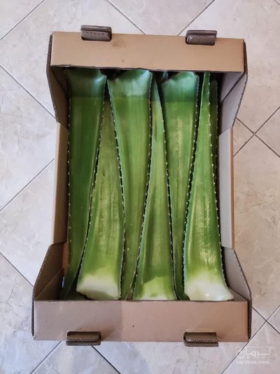 فروش آلوئه ورا