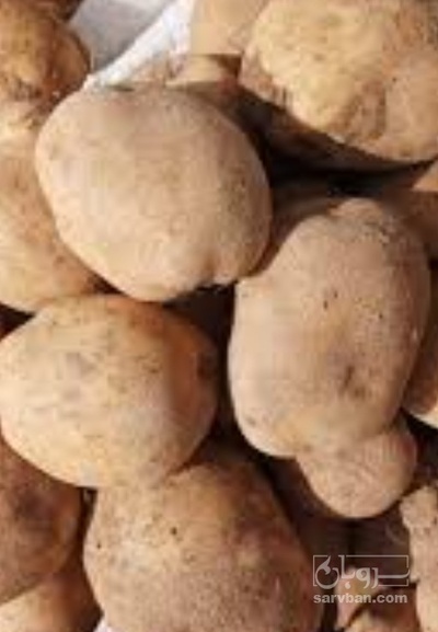 فروش سیب زمینی سانتا