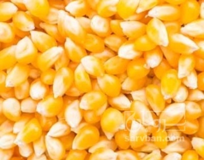 فروش ذرت