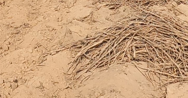 فروش شیرین بیان