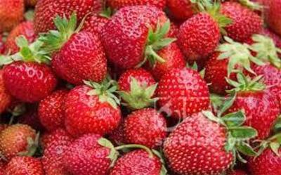 فروش توت فرنگی