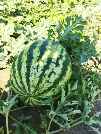 فروش هندوانه