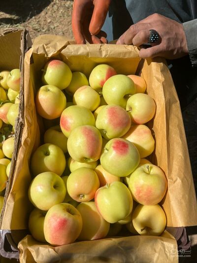 فروش سیب زرد