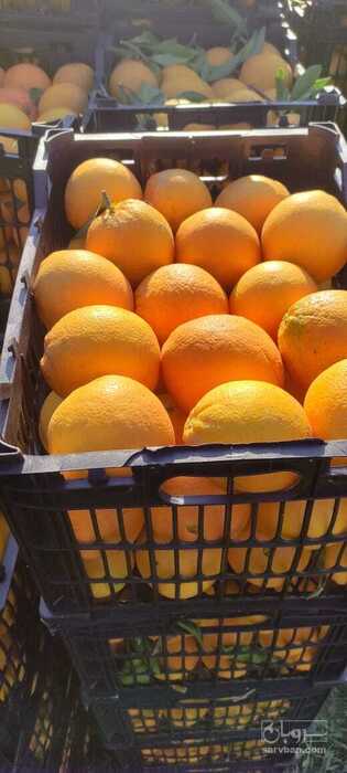 فروش پرتقال