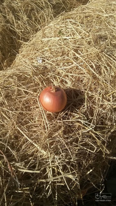 فروش پیاززرد