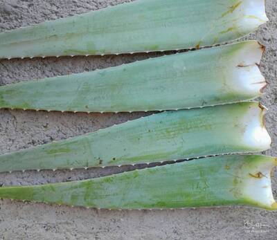 فروش آلوئه ورا