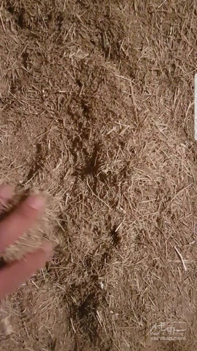 فروش کاه زیره عرقگیری