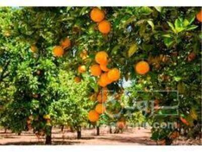 فروش پرتقال
