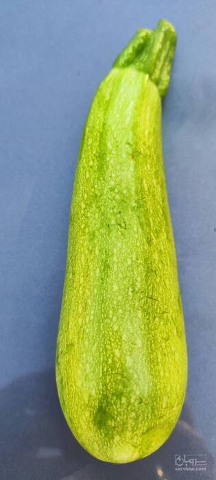 فروش کدو  سبز