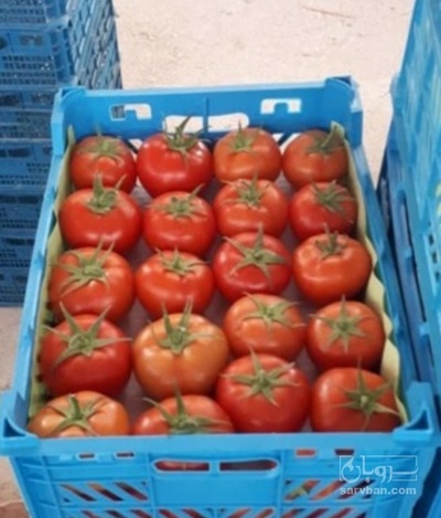 فروش گوجه فرنگی