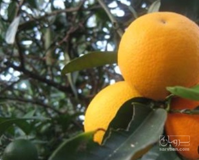 فروش پرتقال