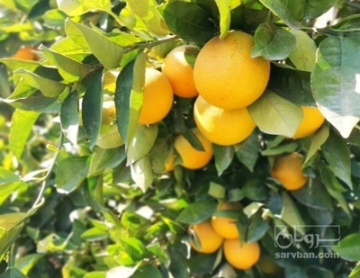 فروش پرتقال