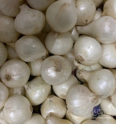فروش پیاز سفید