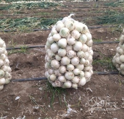 فروش پیاز سفید