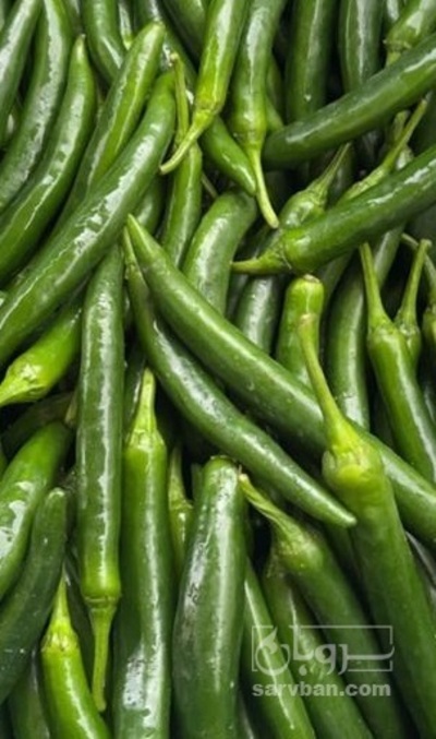 فروش فلفل قلمی