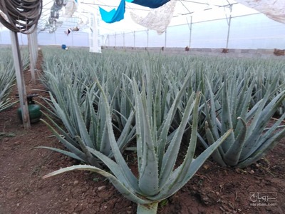 فروش آلوئه ورا برگ