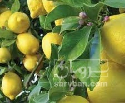 فروش لیمو خارگل