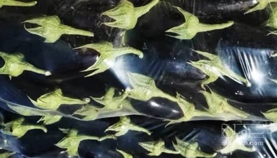 فروش بادمجان