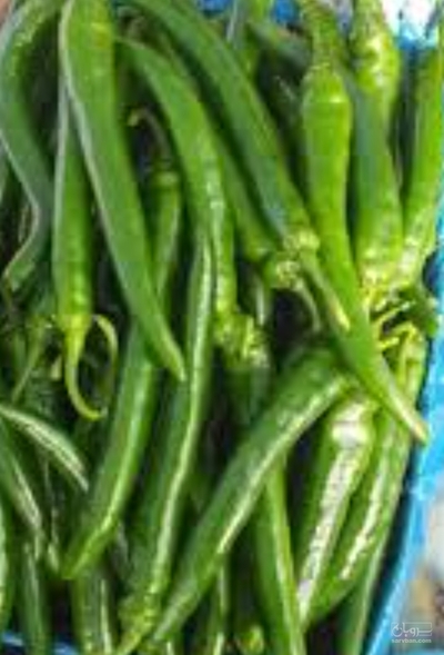 فروش فلفل قلمی