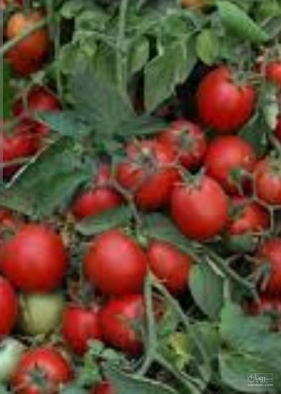 فروش گوجه فرنگی