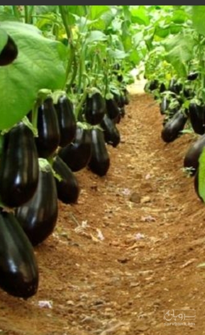 فروش بادمجان