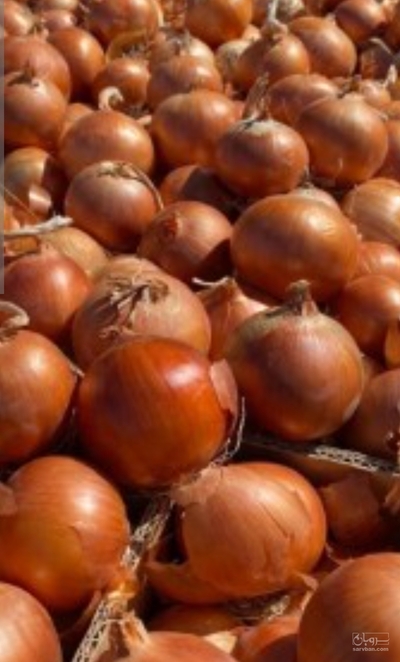 فروش پیاز