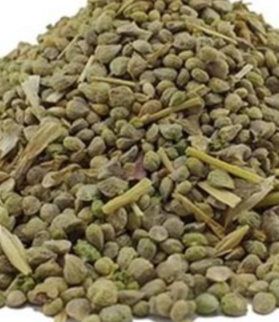 فروش  بذراسفناج