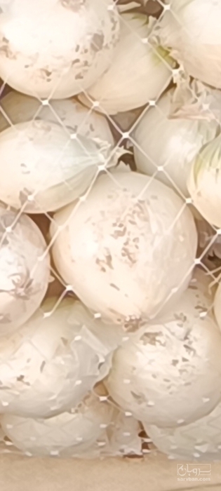 فروش پیاز سفید